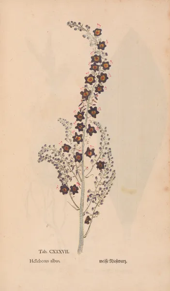 Ectypa vegetabilium Pl.137 av Christian Gottlieb Ludwig