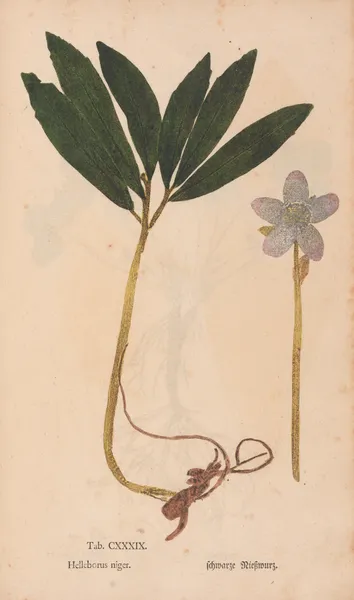 Ectypa vegetabilium Pl.139 av Christian Gottlieb Ludwig