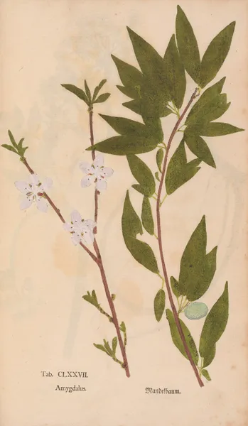 Ectypa vegetabilium Pl.177 av Christian Gottlieb Ludwig