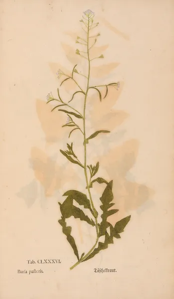 Ectypa vegetabilium Pl.186 av Christian Gottlieb Ludwig