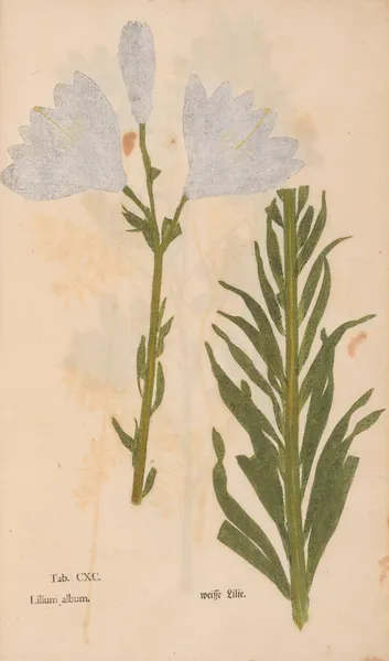 Ectypa vegetabilium Pl.190 av Christian Gottlieb Ludwig