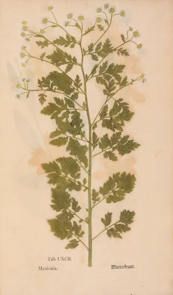 Ectypa vegetabilium Pl.192 av Christian Gottlieb Ludwig