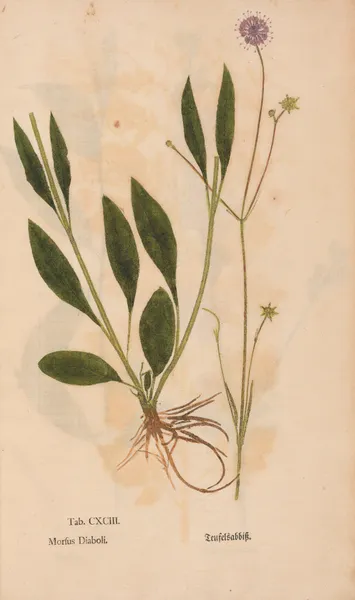Ectypa vegetabilium Pl.193 av Christian Gottlieb Ludwig