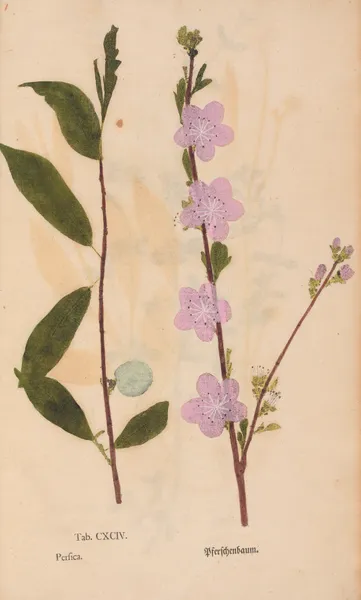 Ectypa vegetabilium Pl.194 av Christian Gottlieb Ludwig