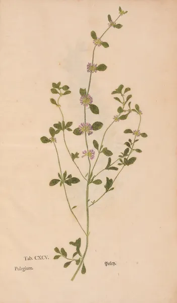 Ectypa vegetabilium Pl.195 av Christian Gottlieb Ludwig