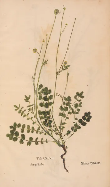 Ectypa vegetabilium Pl.197 av Christian Gottlieb Ludwig