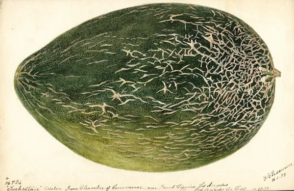 Citrullus lanatus: Turkestan av Deborah Griscom Passmore