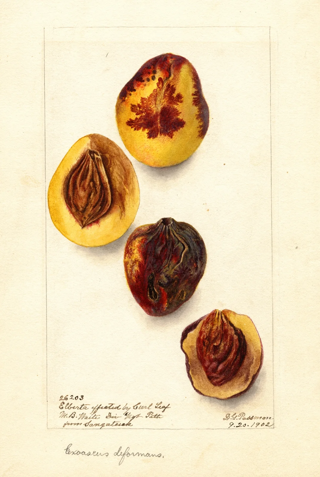 Prunus persica: Elberta av Deborah Griscom Passmore