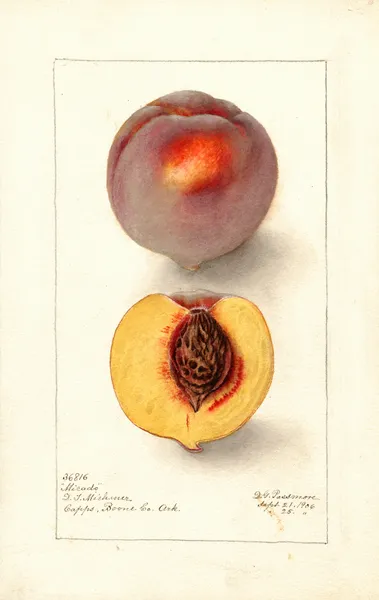 Prunus persica: Micado av Deborah Griscom Passmore