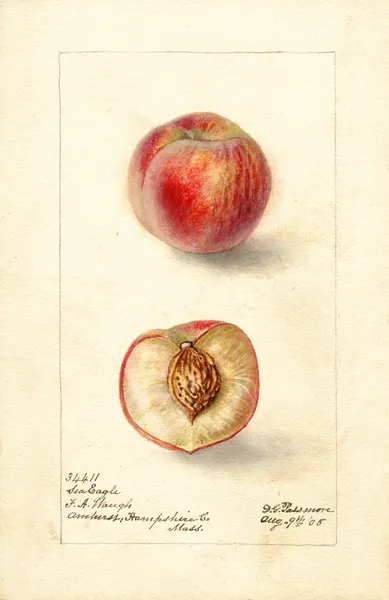 Prunus persica: Sea Eagle av Deborah Griscom Passmore