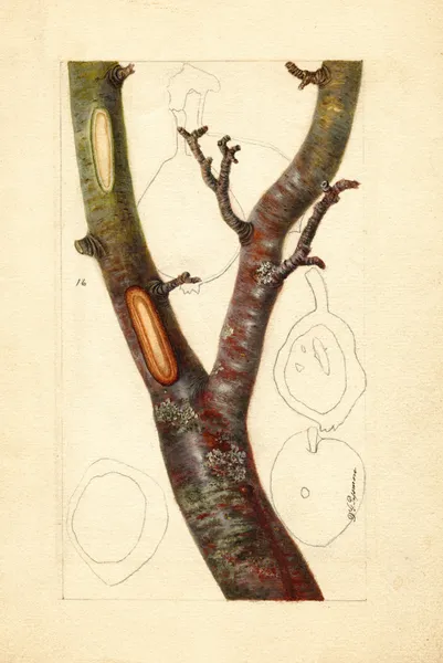 Pyrus communis: Howell av Deborah Griscom Passmore
