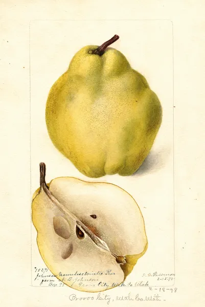 Pyrus communis: Johnsons Nameless Winter av Deborah Griscom Passmore