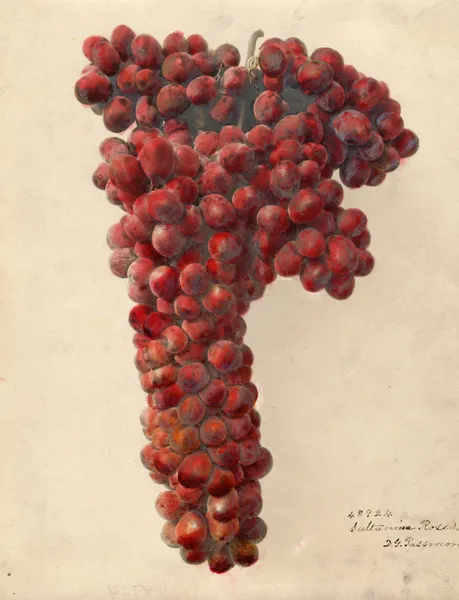 Vitis: Sultanina Rosea av Deborah Griscom Passmore
