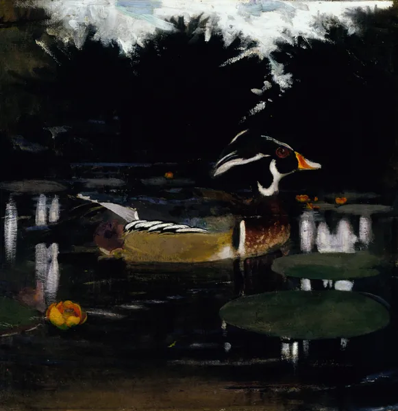 Male Wood Duck in a Forest Pool, study for book Concealing Coloration in the Animal Kingdom av Abbott Handerson Thayer