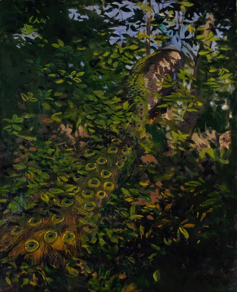 Peacock in the Woods, study for book Concealing Coloration in the Animal Kingdom av Abbott Handerson Thayer