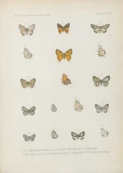 1.2. Erebia Panda, Bsdvl. 3.4. Mycalesis Eusirus 5.6. M. Evenus 7_9. Dipsas Antalus 10.11. Jolaus Orejus 12_14. J. Caeculus av Wilhelm Karl Hartwich Peters