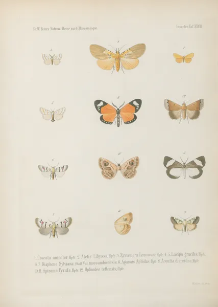 1.2. Pamphila Philander 3.4. P. Fatuellus 5.6. P. lugens 7.8. P. Herilus 9.10. Pyrgus 11. Nephele Peneus, Cram. 12. N. comma 13. Arniocera auriguttata 14. Syntomis bifasciata av Wilhelm Karl Hartwich Peters