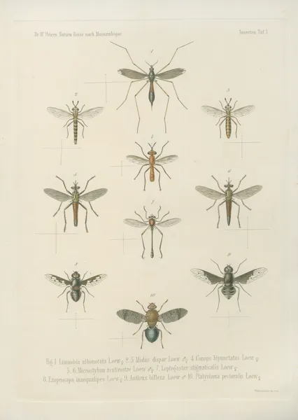 1.2. Spirostreptus gigas 3. Sp. flavifilis 4. Sp. semilumaris 5. Sp. stylifer 6. Sp. ornatus 7. Sp. dimidiatus 8. Spirobolus crassicollis 9. Sp. luchrosus 10. Julus sabulosus, L. av Wilhelm Karl Hartwich Peters