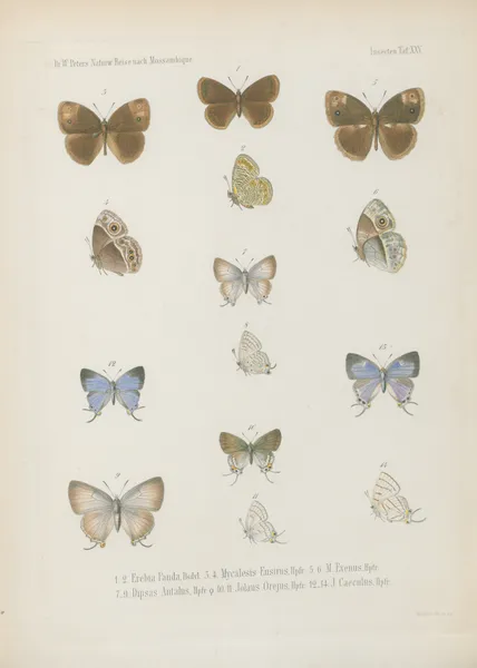 1_4. Acraea Petraea, Bsdvl. 5_8. A. Oncaea 9.10. Neptis Marpessa 11_14. Harma Theobene, Doubl. av Wilhelm Karl Hartwich Peters