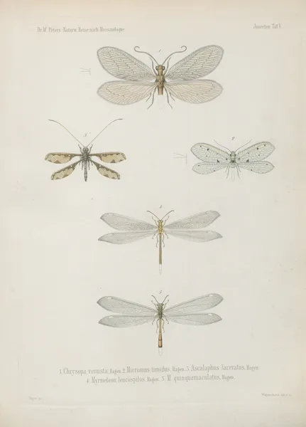 1_8. Termes dirus 9_17. T. trinervius 18._21. T. Mossambicus 22. T. incertus av Wilhelm Karl Hartwich Peters