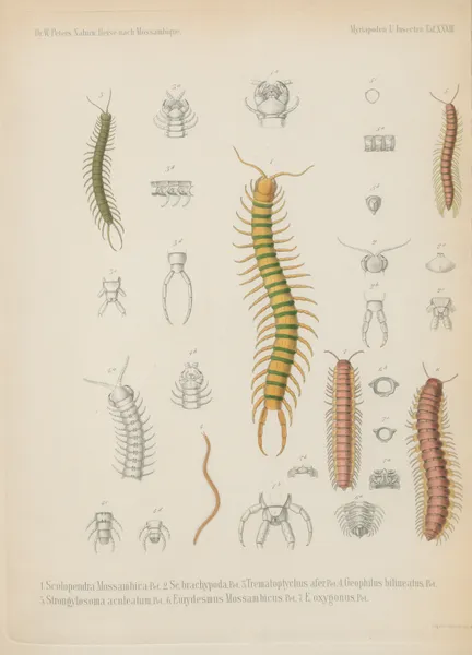 1. Aenictus fuscovarius 2. Anomma molesta 3. Ponera cribrinodis 4. P. laeviuscula 5. P. crassicornis 6. Hoplomyrmus schistazeus 7. Formica longipes 8. Carebara colossus 9. Heptacondylus eumenoides 10. Crematogaster tricolor 11. Bracon flagrator 12. B. flavoguttatus. G. 13. B. jocosus 14. Agathis tricolor 15. Chelonus Tettensis av Wilhelm Karl Hartwich Peters