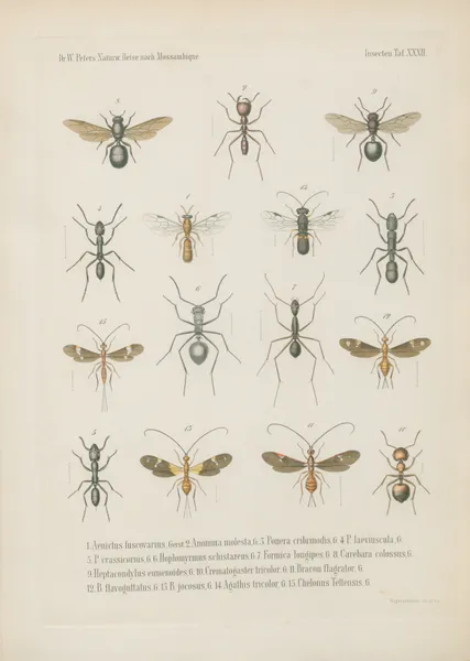 1. Chlorion fulvipes 2. C. subcyaneum 3. Pompilus irpex 4.5. Mutilla Guineensis, Fabr. mas. fem. 6. M. aestuans 7. M. Tettensis 8. M. bilunata 9. Meria semirufa 10. Myzine cingulata 11. Scolia pardalina 12.13. S. mansueta mas. fem. 14. Dorylus badius 15. D. diadema av Wilhelm Karl Hartwich Peters
