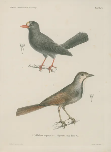 1. Cichladusa arquata. 2. Sigmodus scopifrons av Wilhelm Karl Hartwich Peters