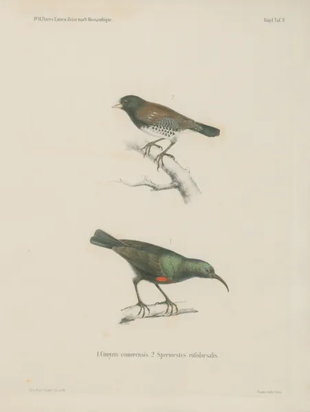 1. Cinnyris comorensis. 2. Spermestes rufodorsalis av Wilhelm Karl Hartwich Peters