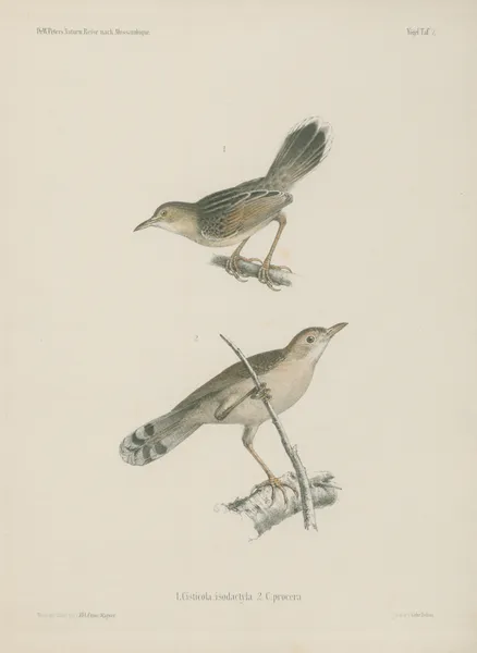 1. Cisticola isodactyla. 2. C. procera. av Wilhelm Karl Hartwich Peters