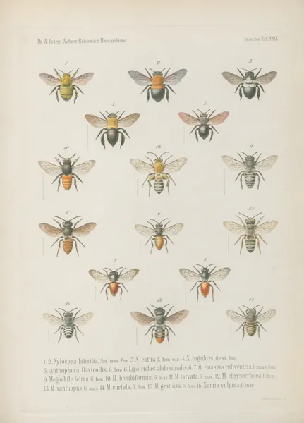 1. Crocota unicolor 2. Aletis Libyssa 3. Nyctemera Leuconoe 4.5. Lacipa gracilis 6.7. Diaphone Sylviana, Stoll Var. mossambicensis. 8. Aganais Aphidas 9. Acontia discoidea 10.11. Spirama Pyrula 12. Ophiodes tettensis av Wilhelm Karl Hartwich Peters