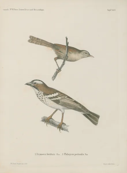 1. Drymoeca bivittata 2. Plulagrus pectoralis av Wilhelm Karl Hartwich Peters