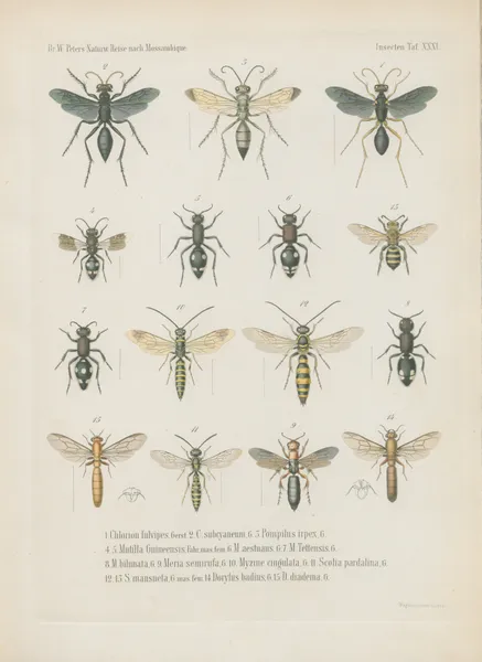 1. Eumenes longirostris 2. E. phthisica 3. E. sanguinolenta 4. Rhynchium histrionicum 5. R. pulchellum 6. R. luctuosum 7. Belonogaster lateritius 8. B. elegans 9. Icaria nobilis 10. I. tomentosa 11. Philanthus stygius 12. Cerceris pictiventris 13. Lyrops quadricolor 14. L. fluctuata 15. Ammophila lugubris av Wilhelm Karl Hartwich Peters