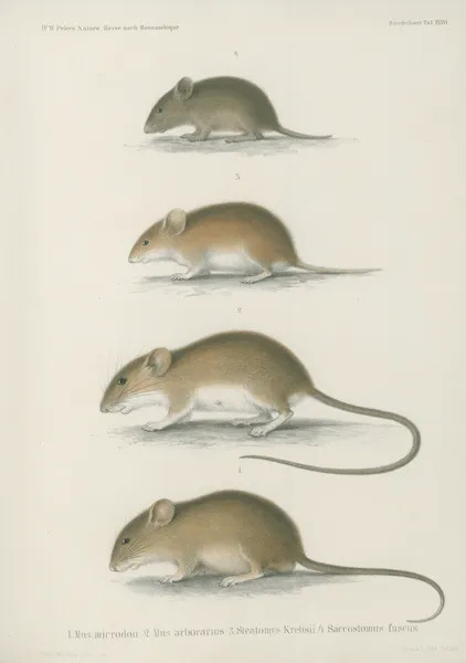 1. Mus microdon. 2. Mus arborarius. 3. Steatomys Krebsii. 4. Saccostomus fuscus av Wilhelm Karl Hartwich Peters