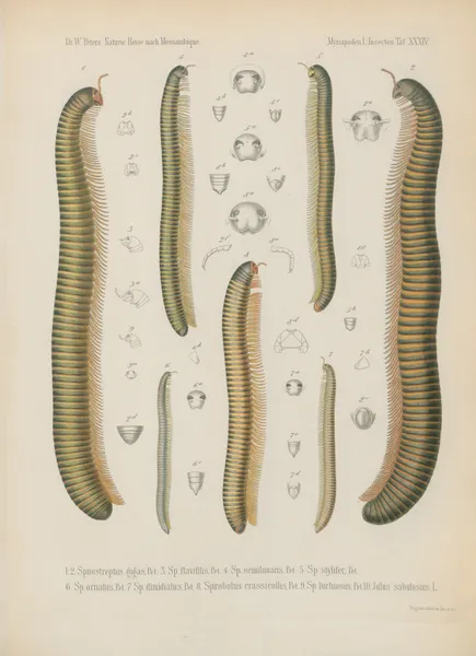 1. Scolopendra Mossambica 2. Sc. brachypoda 3. Trematoptychus afer 4. Geophilus bilineatus 5. Strongylosoma aculeatum 6. Eurydesmus Mossambicus 7. E. oxygonus av Wilhelm Karl Hartwich Peters