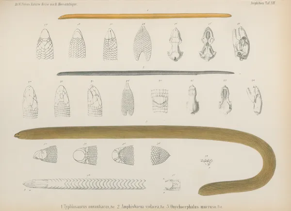 1. Typhlosaurus aurantiacus, 2. Amphisbaena violacea, 3. Onychocephalus- mucruso av Wilhelm Karl Hartwich Peters
