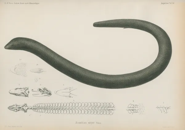Acontias niger av Wilhelm Karl Hartwich Peters