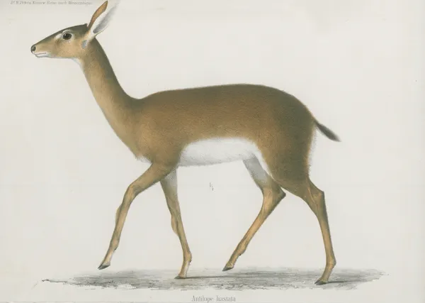 Antilope hastata av Wilhelm Karl Hartwich Peters