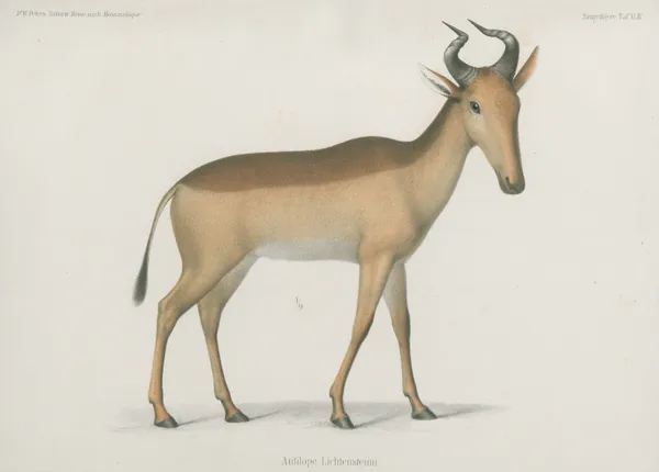 Antilope Lichtenseinii av Wilhelm Karl Hartwich Peters