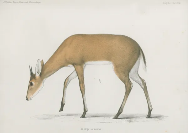 Antilope ocularis av Wilhelm Karl Hartwich Peters