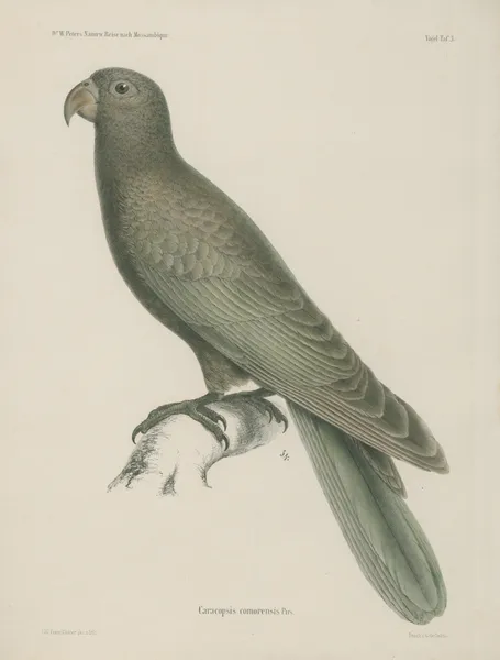 Caracopsis comorensis av Wilhelm Karl Hartwich Peters