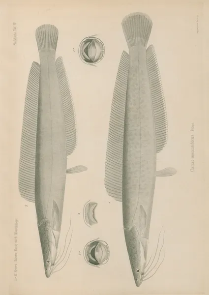 Clarias mossambicus av Wilhelm Karl Hartwich Peters