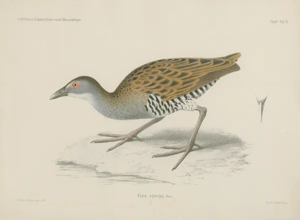 Crex egregia av Wilhelm Karl Hartwich Peters