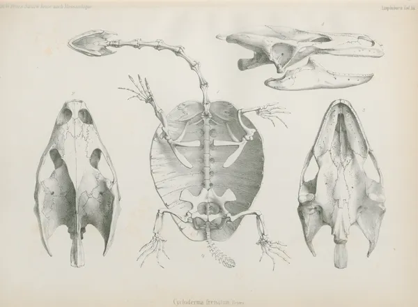 Cycloderma frenatum av Wilhelm Karl Hartwich Peters