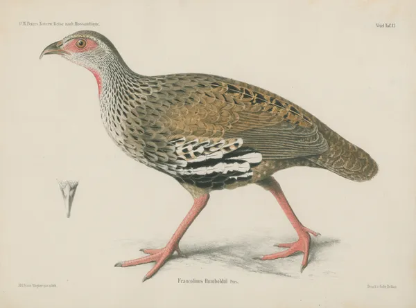 Francolinus Humboldtii av Wilhelm Karl Hartwich Peters
