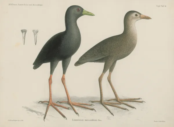 Limnocorax mossambicus av Wilhelm Karl Hartwich Peters