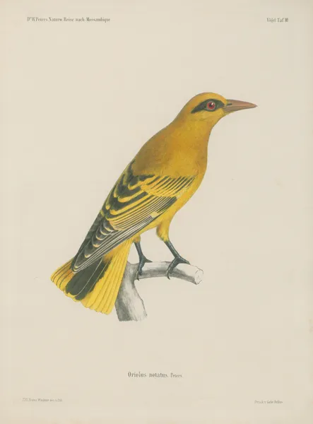 Oriolus notatus av Wilhelm Karl Hartwich Peters