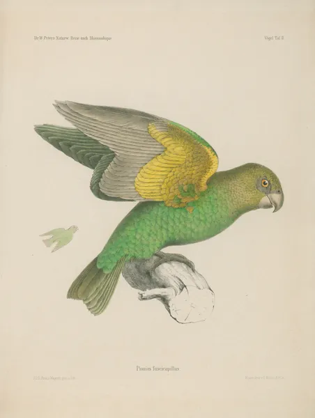 Piomas fuscicapillus av Wilhelm Karl Hartwich Peters