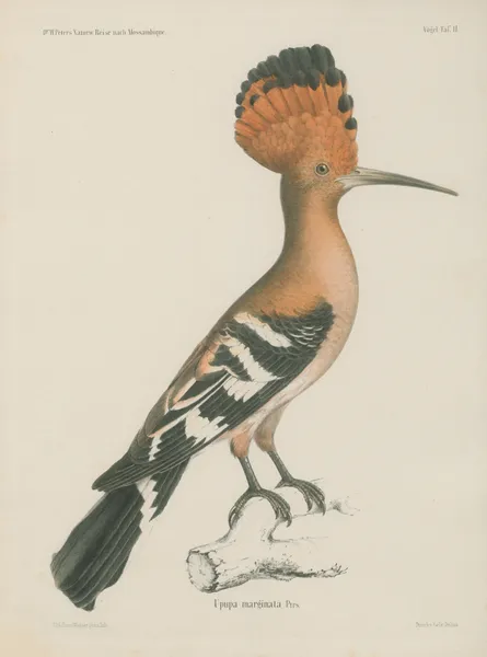 Upupa marginata av Wilhelm Karl Hartwich Peters