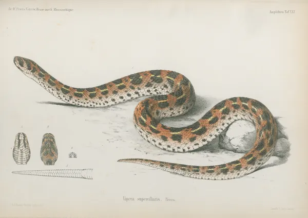 Vipera superciliaris av Wilhelm Karl Hartwich Peters