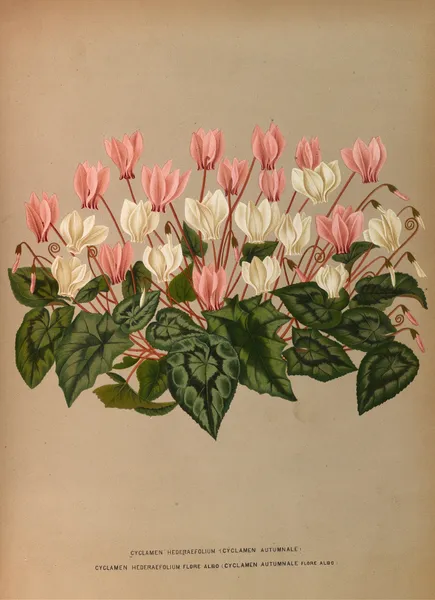Cyclamen Hederaefolium (Cyclamen Autumnale ) av Arentina Hendrica Arendsen